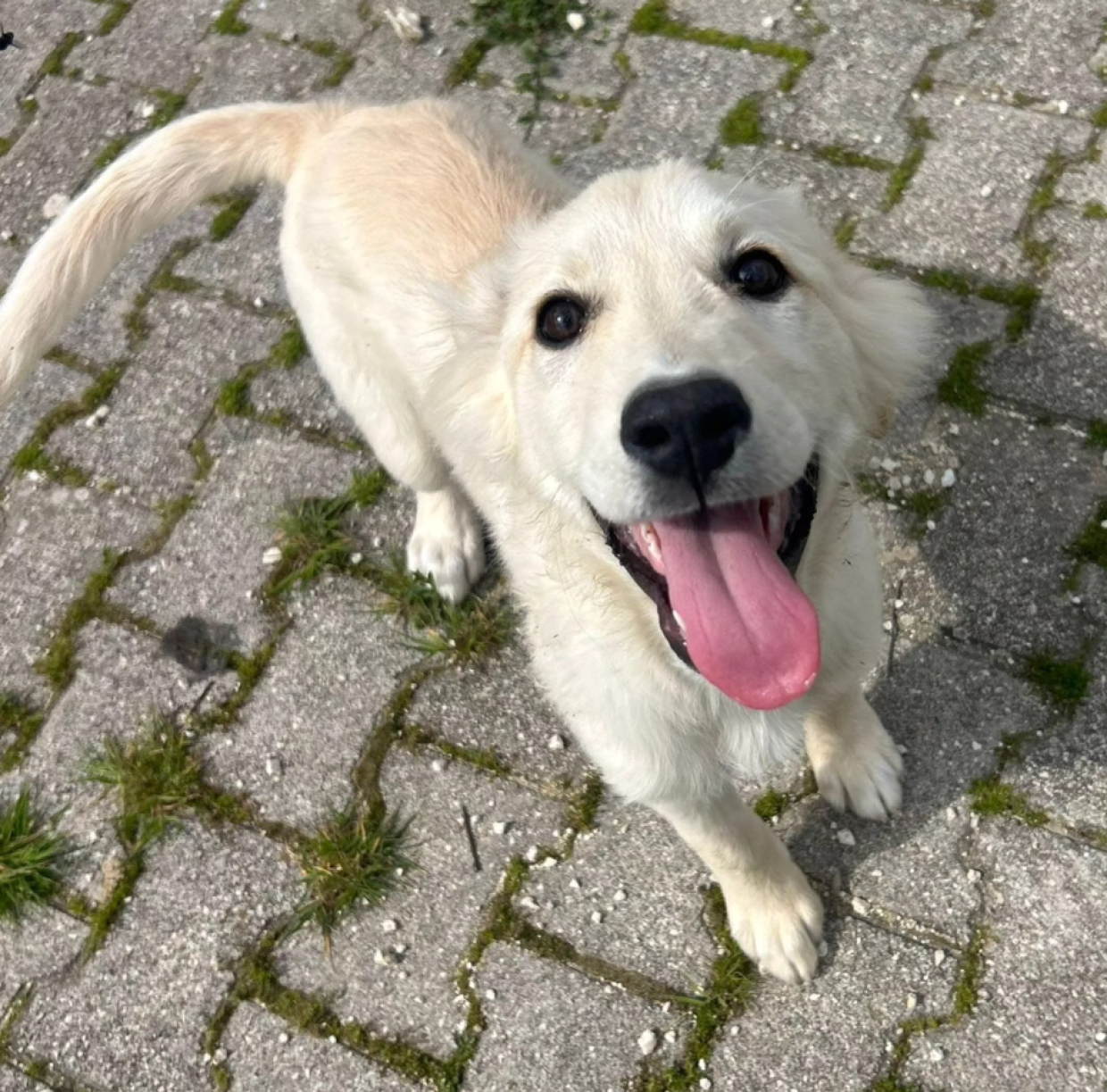 E' solo un cucciolo ma sta crescendo rinchiuso in box