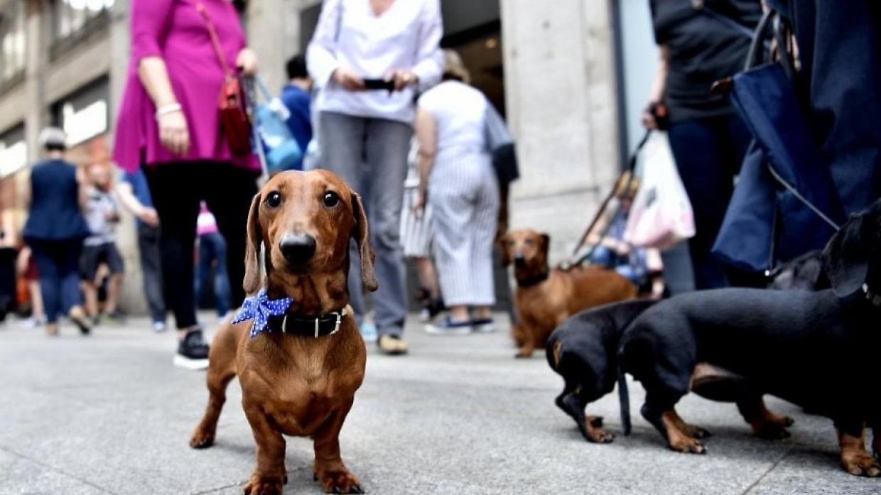I bassotti invadono Torino, quando torna la Sausage Walk 