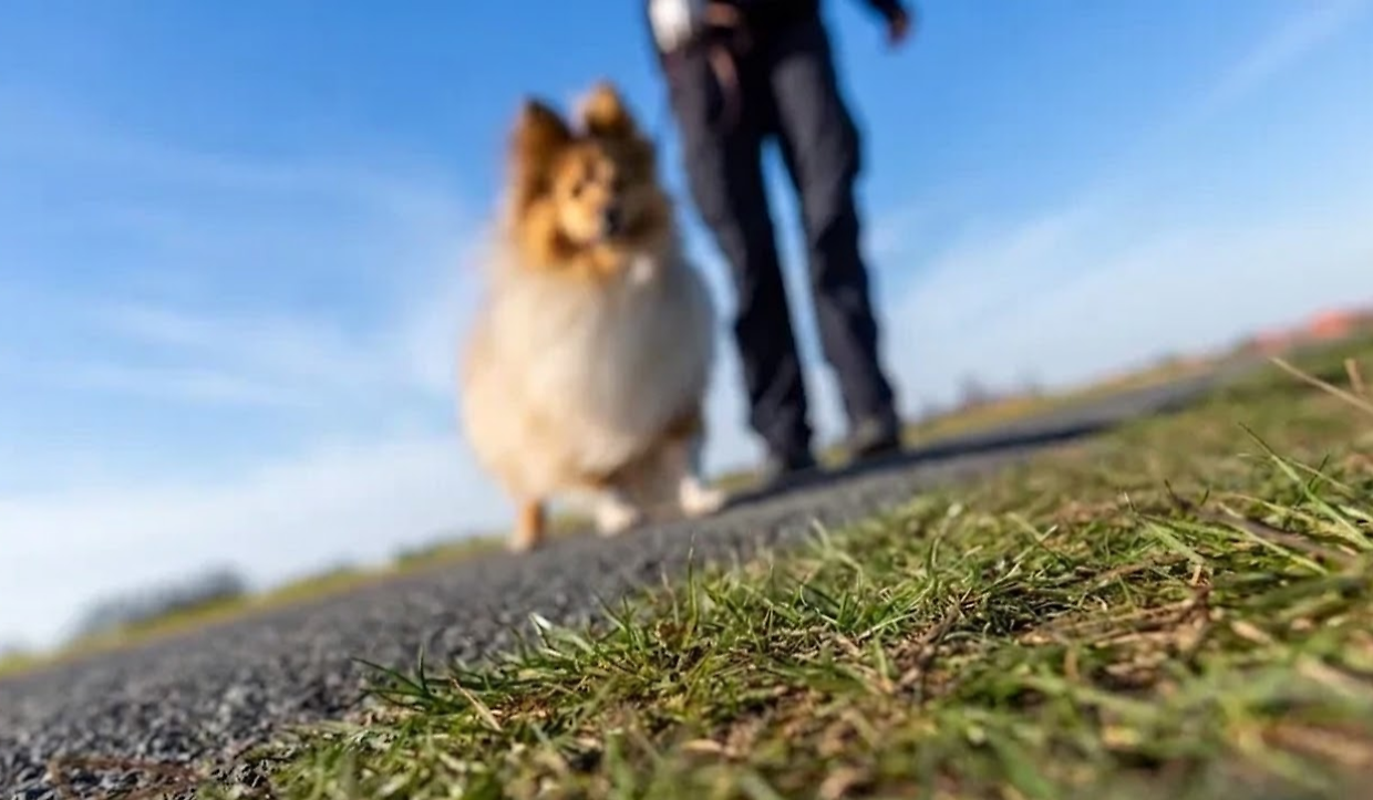 vinovo, esche avvelenate nei giardini: la caccia ai topi che mette a rischio tutti