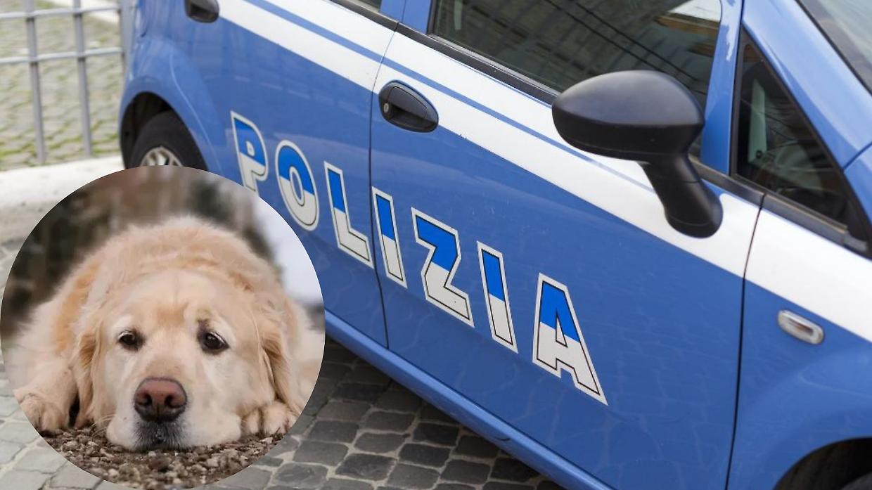 Cane picchiato davanti al supermercato a Biella: scatta la denuncia
