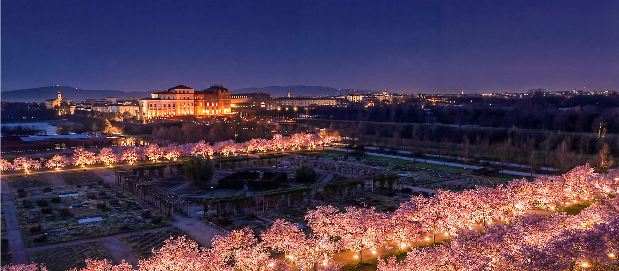 Venaria, pi&ugrave; bus per i ciliegi: tutti gli orari del servizio speciale GTT