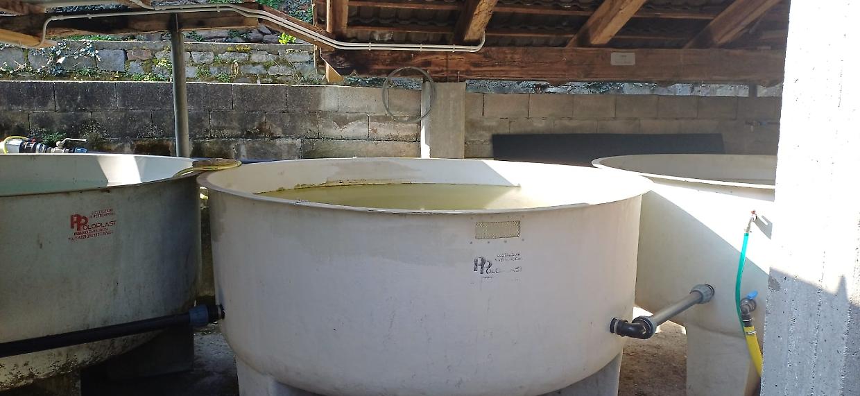 Quincinetto torna a popolare la Dora: l&rsquo;incubatoio ittico &egrave; di nuovo operativo