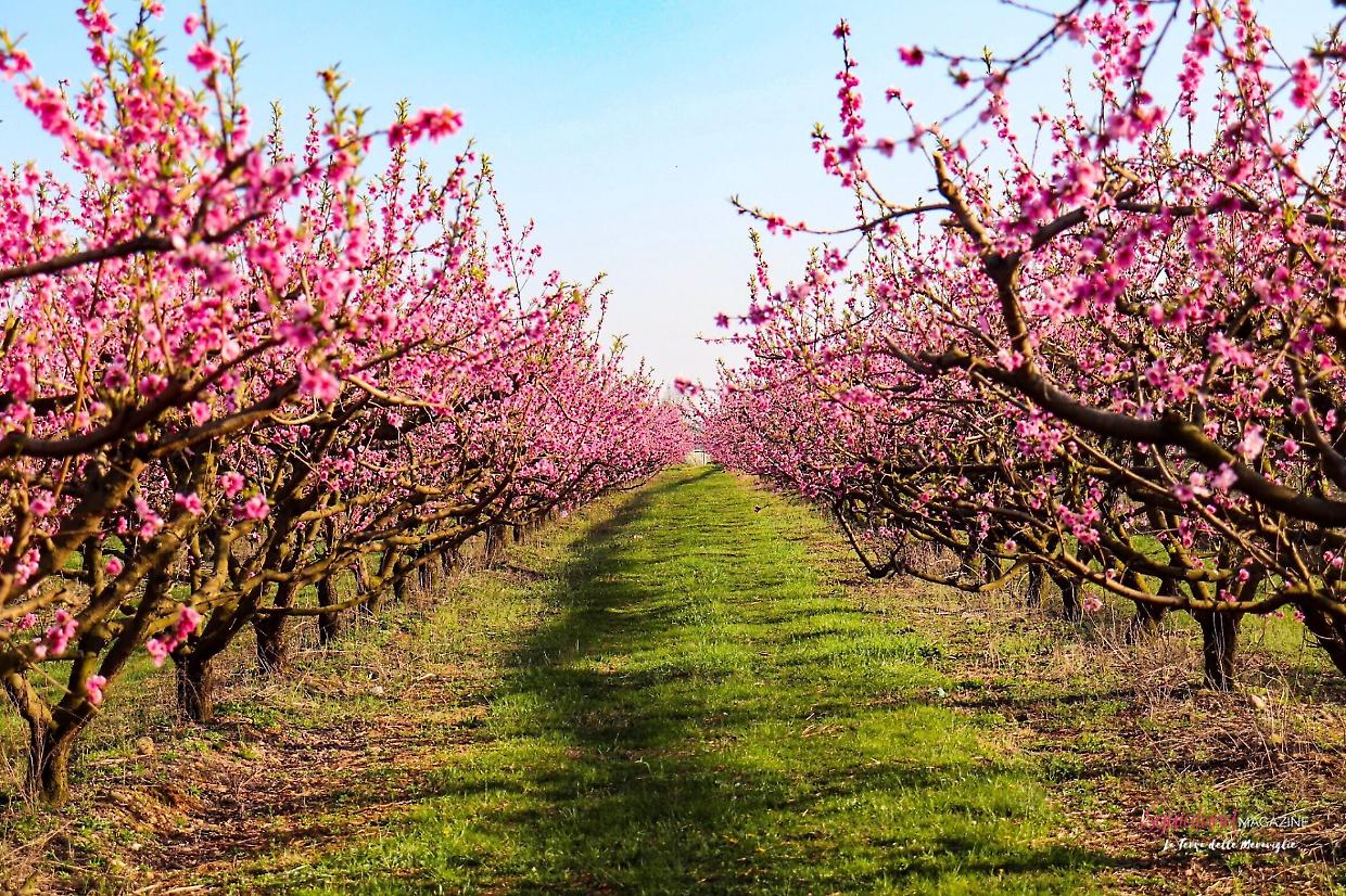 Weekend in Piemonte, ecco cosa fare il 28 e 29 marzo: eventi, fiori e sagre da non perdere