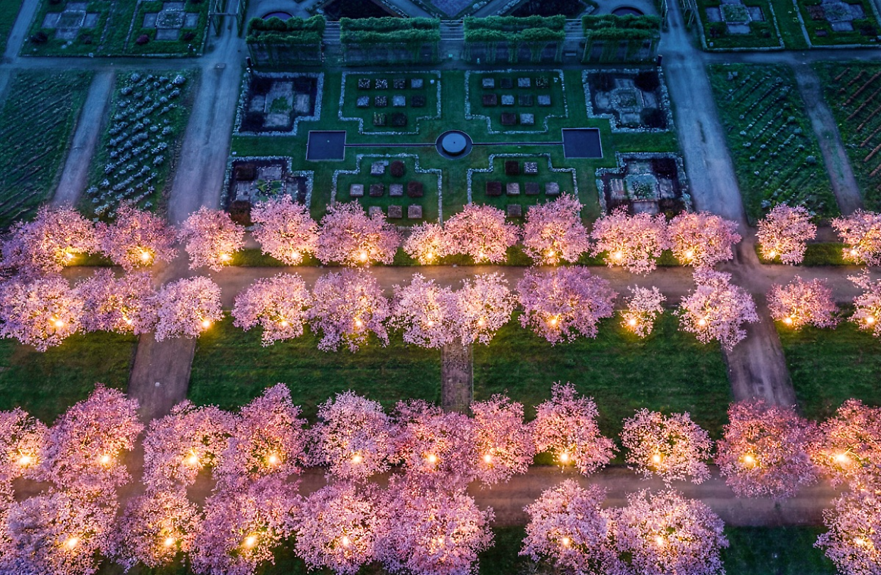 Hanami alla Reggia di Venaria: luci, suoni e meraviglia tra i ciliegi