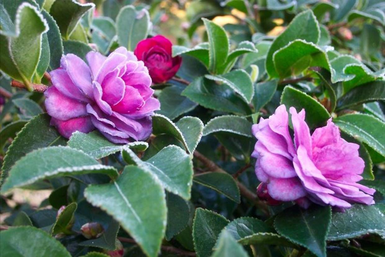 Lago Maggiore, torna la Festa della Camelia: due giorni tra mercatini, visite e concerti