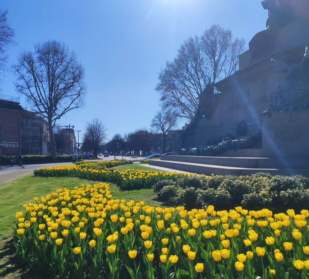 Torino si tinge di giallo e blu: la fioritura record di tulipani e muscari incanta la citt&agrave;