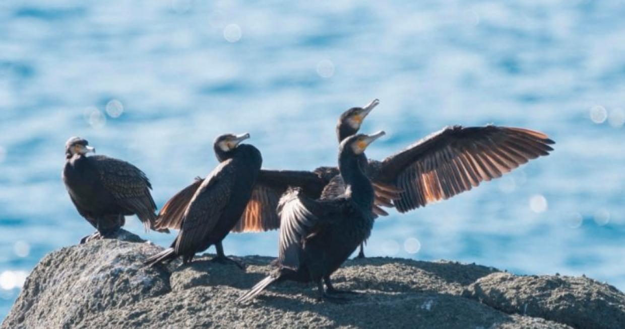 L&rsquo;invasione dei cormorani nel Tanaro: un&rsquo;emergenza per l&rsquo;ecosistema piemontese