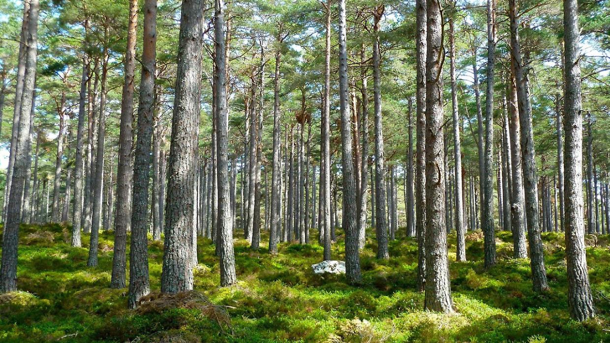 Foreste piemontesi, un tesoro di servizi ecosistemici da valorizzare