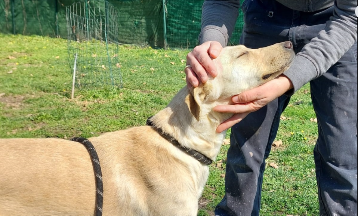 E' una cucciola timida, cerca un abbraccio che duri per sempre