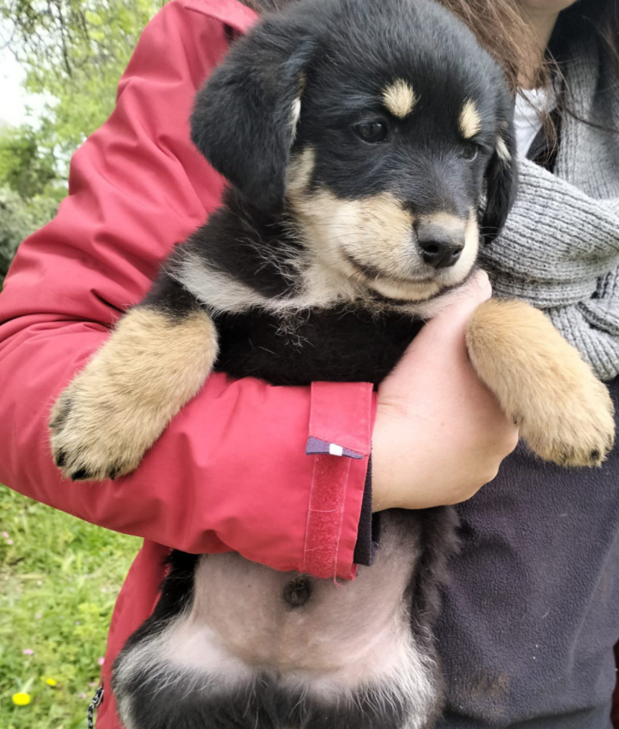 Sono i cuccioli pi&ugrave; adorabili del Piemonte