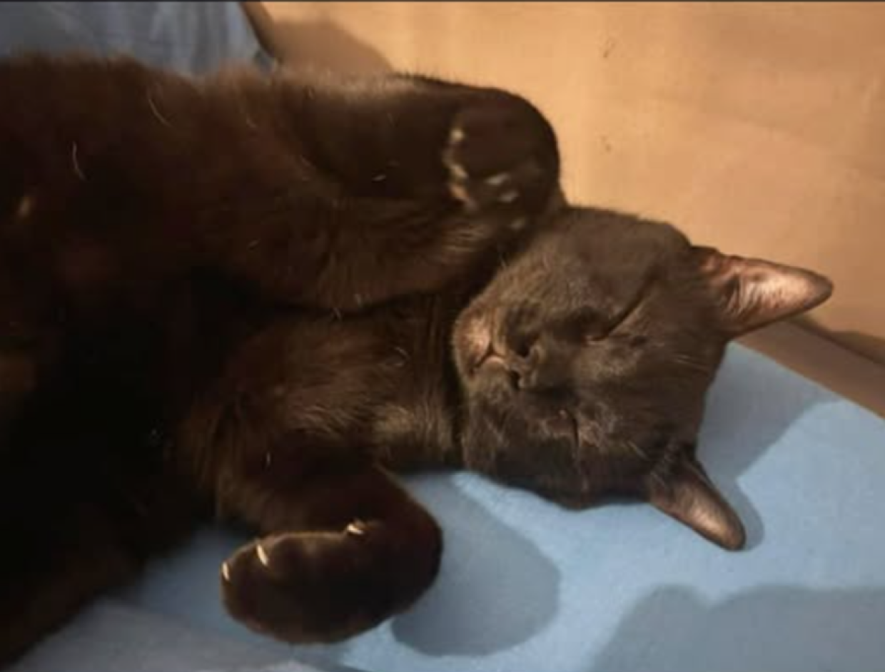 Cacciato sul balcone per aver aggredito il criceto di casa