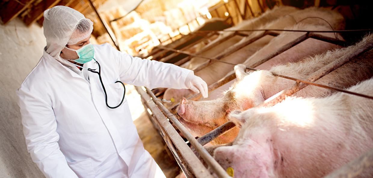 Peste suina: quattro nuovi casi in Liguria, nessun contagio in Piemonte