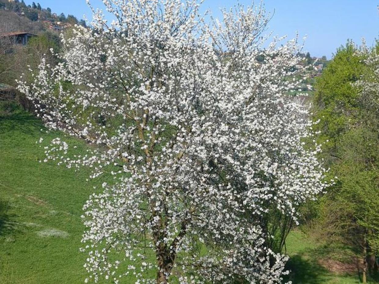 Passeggiate tra i ciliegi in fiore: tornano gli eventi gratuiti per famiglie tra Chieri e Pecetto