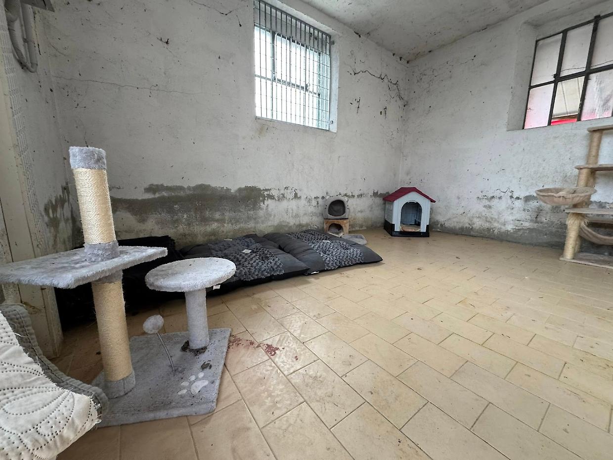 Poirino, appello per la colonia felina dell&rsquo;ecocentro: scarseggiano cibo e scorte