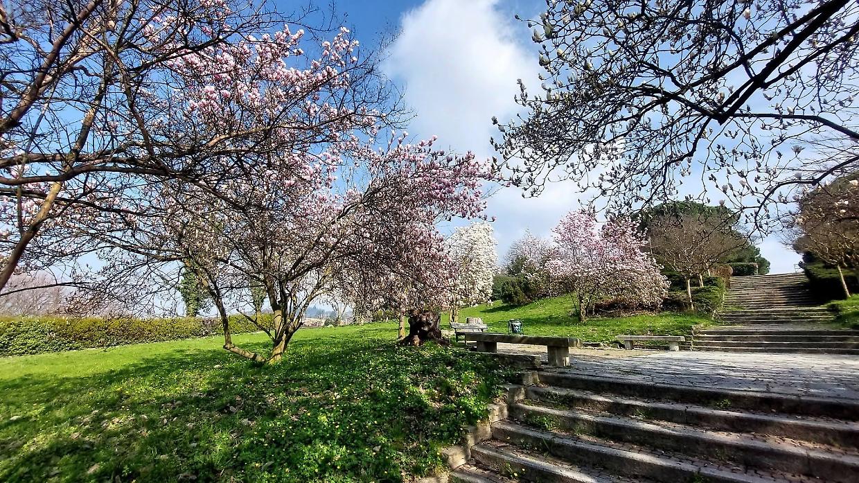 Febbre dei ciliegi a Torino: caccia ai biglietti&hellip; ma c&rsquo;&egrave; un&rsquo;alternativa nascosta in collina