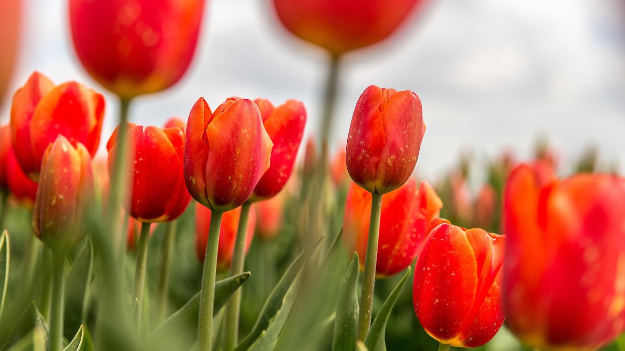 Arriva Tulipania, il campo di tulipani solidali che trasforma Rivarolo in uno spettacolo di colori