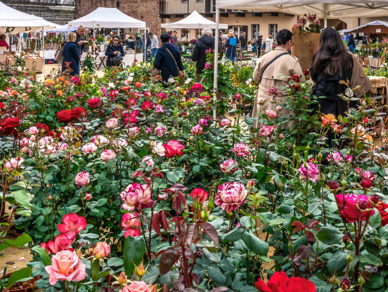Fiorissimo torna a Novara: il Castello si trasforma in un giardino da non perdere