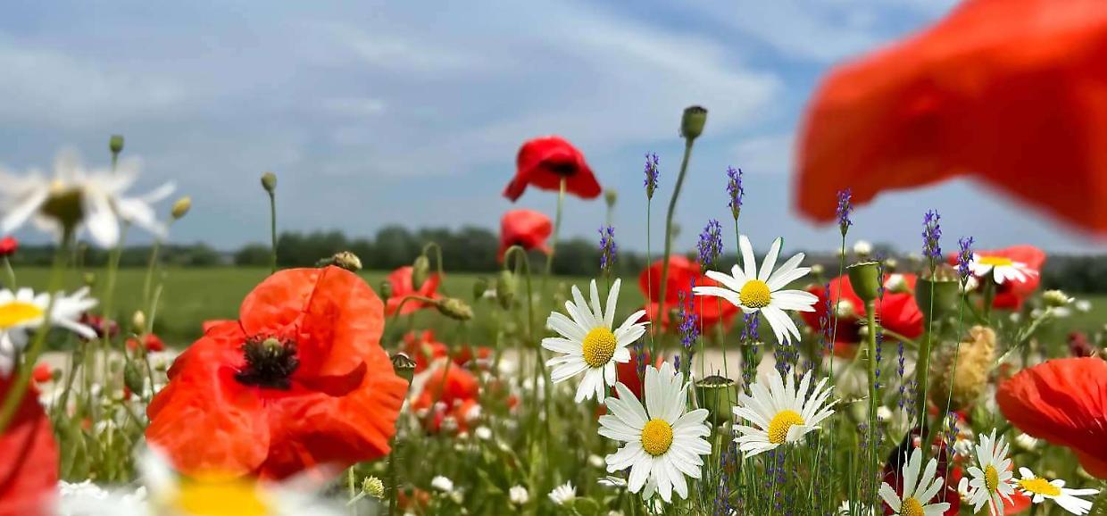 Weekend di sagre in Piemonte: ecco gli eventi da segnare nel ponte del 1-3 maggio