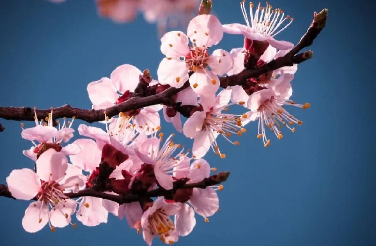 Torino, al Borgo Rubens torna la Festa della Fioritura