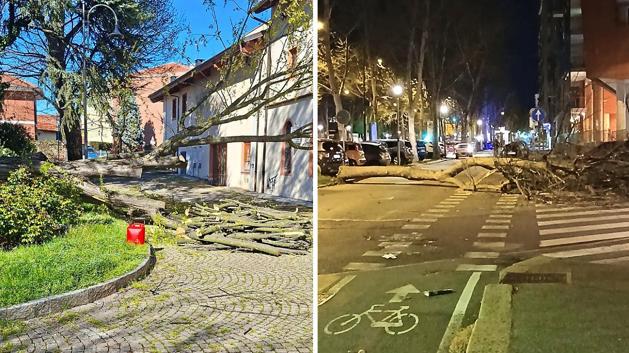 Alberi caduti a Leini e a Torino