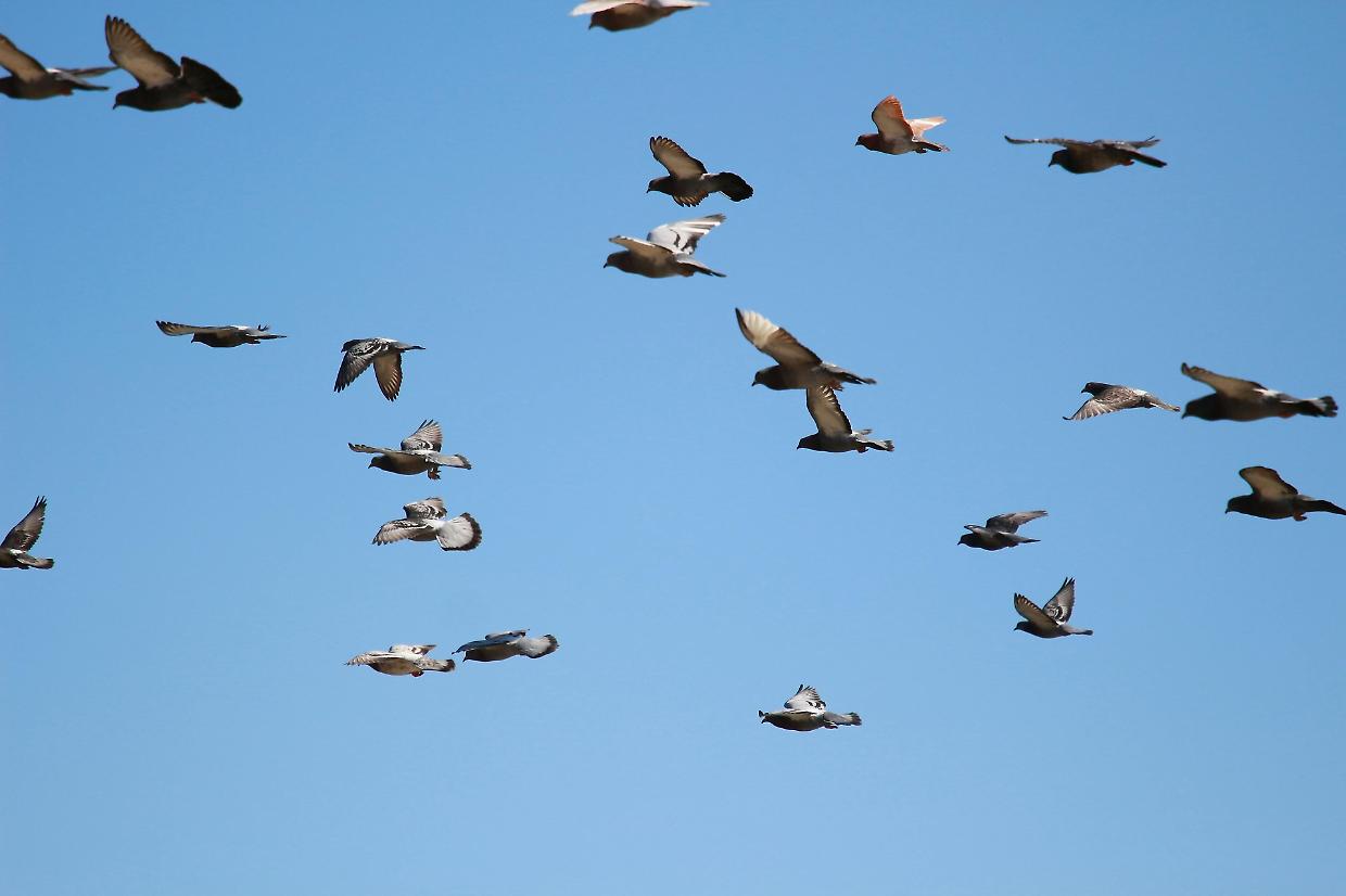 Aviaria nel fiorentino, isolato un allevamento: mille animali soppressi in dodici ore