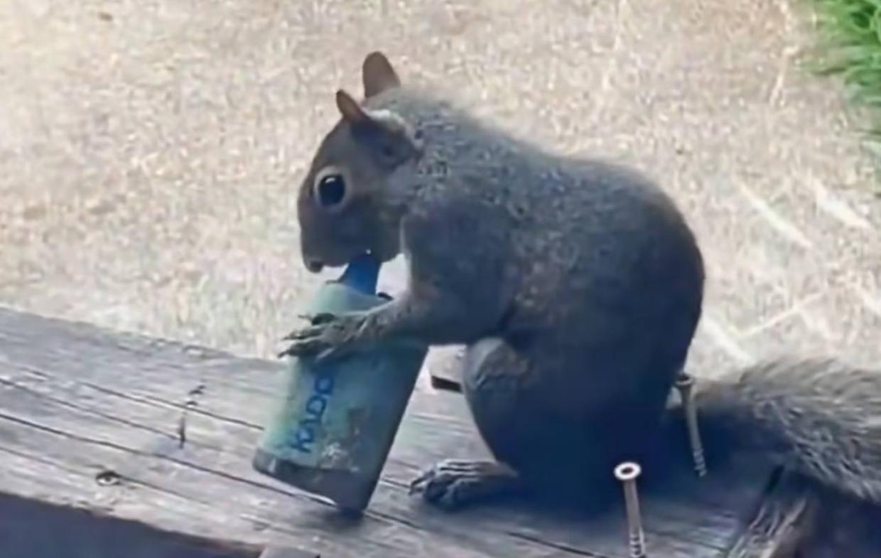 Scoiattoli &ldquo;svapatori&rdquo;: il fenomeno virale nasconde un problema reale