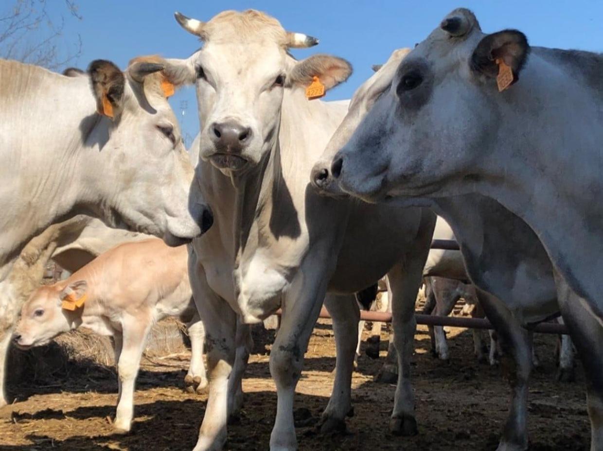 Compral protagonista alle fiere