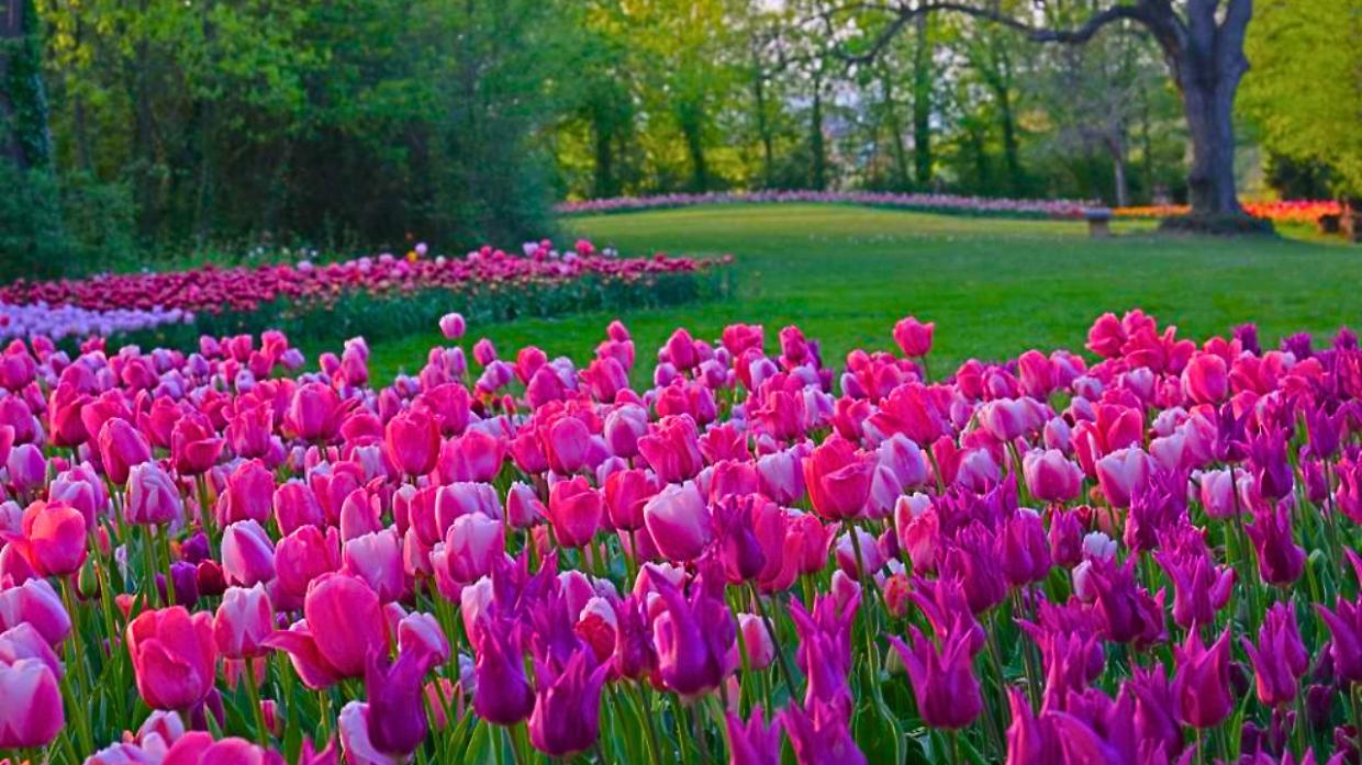 A Pralormo da oggi torna la magia di Messer Tulipano: date, prezzi e tutte le iniziative