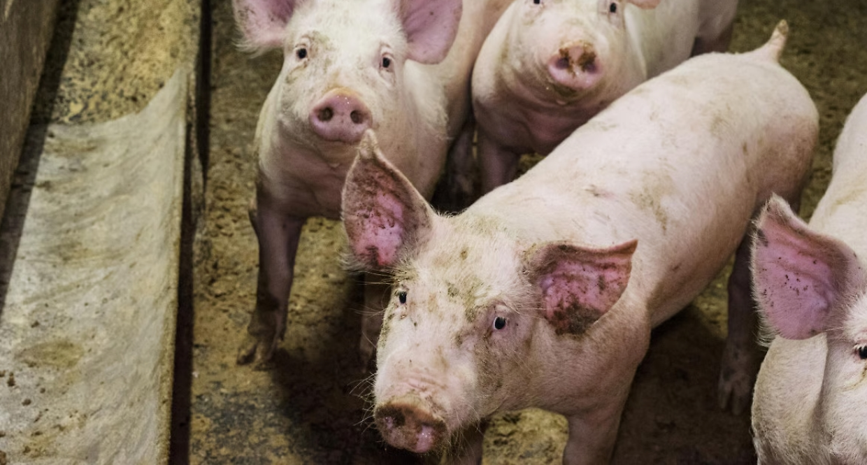 La porcilaia contestata approda al Tar ma intanto in paese ne "spunta" un&rsquo;altra