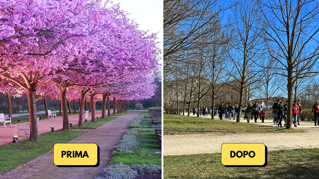 Il vento "cancella" la fioritura: delusione per i ciliegi alla Reggia di Venaria