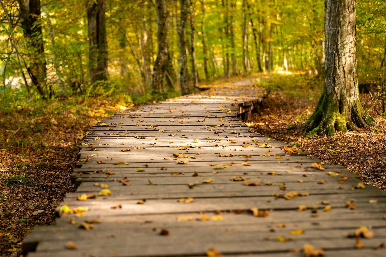 Passeggiata guidata a Pino Torinese: il Centro PariDispari invita a riscoprire i sentieri della collina
