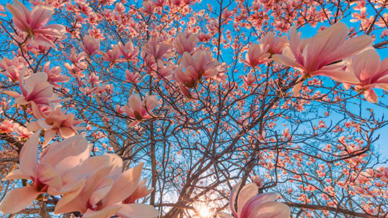 Marzo e aprile in fiore: il Parco Burcina si trasforma in un paradiso primaverile