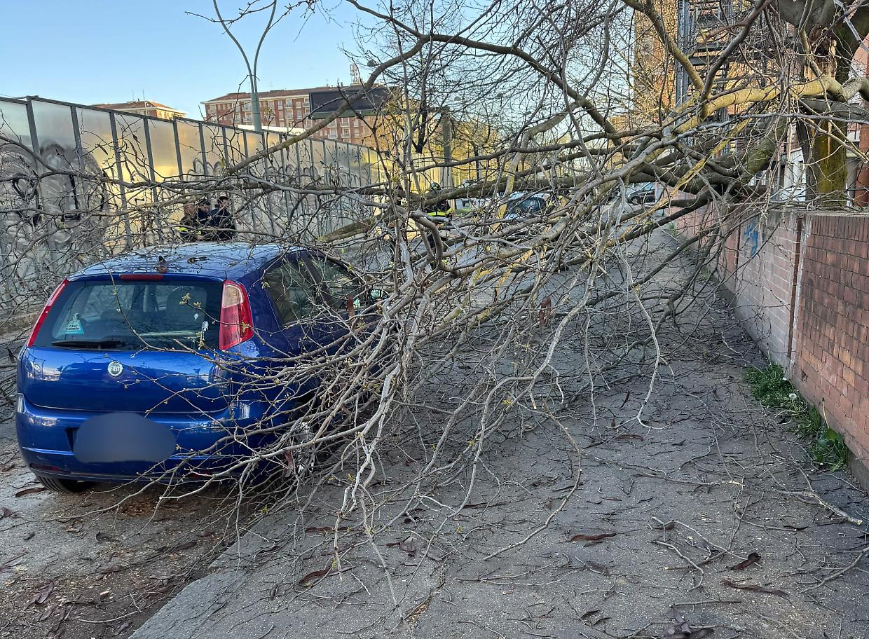 Raffiche di vento senza tregua a Torino: numerosi interventi dei vigili del fuoco per alberi e rami caduti