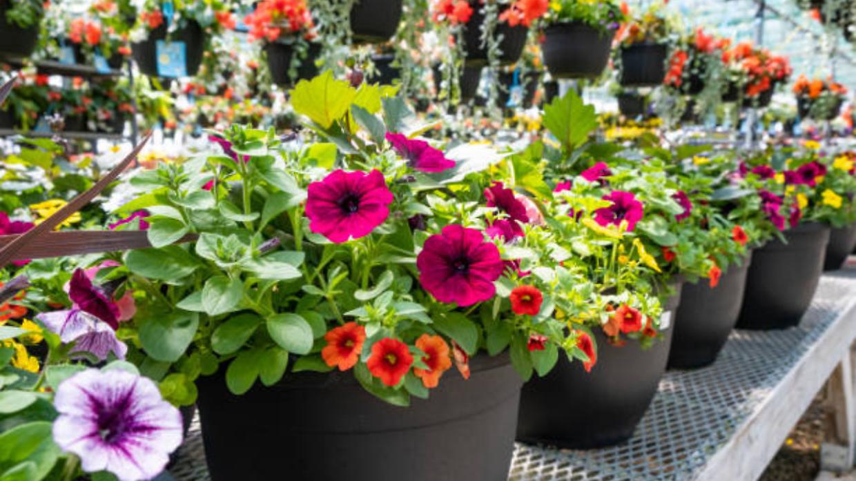 Orbassano sboccia con la Fiera di Primavera