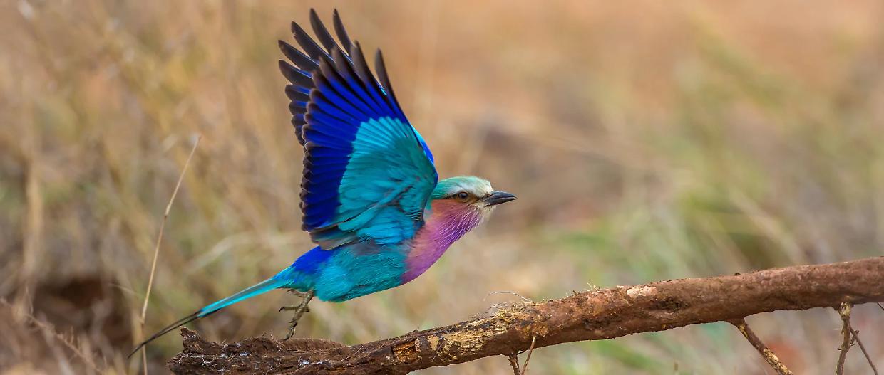 Giornata Mondiale della Fauna Selvatica: ogni piccola azione conta per la sopravvivenza delle specie