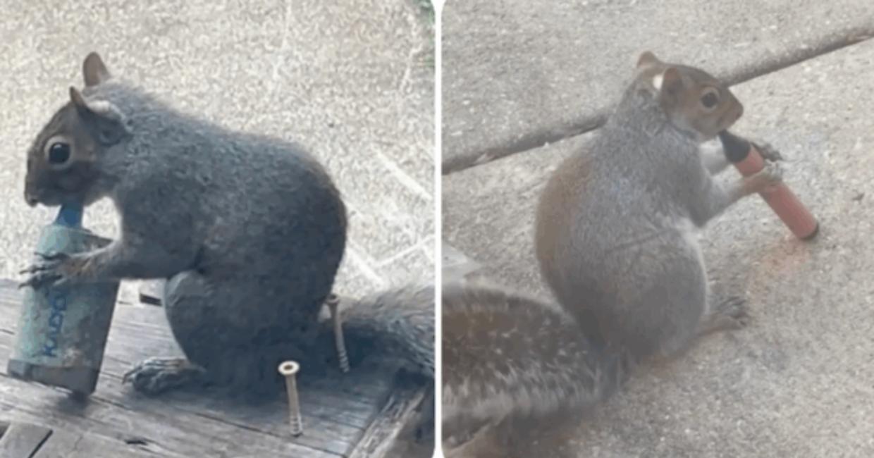 L'illusione dolce che uccide, a Londra gli scoiattoli scambiano le sigarette elettroniche per cibo