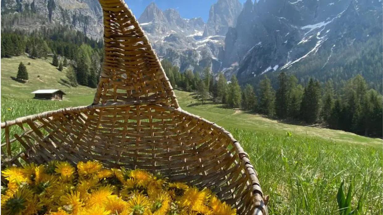 Passeggiando tra erbe selvatiche: corso gratuito alla Collina Morenica