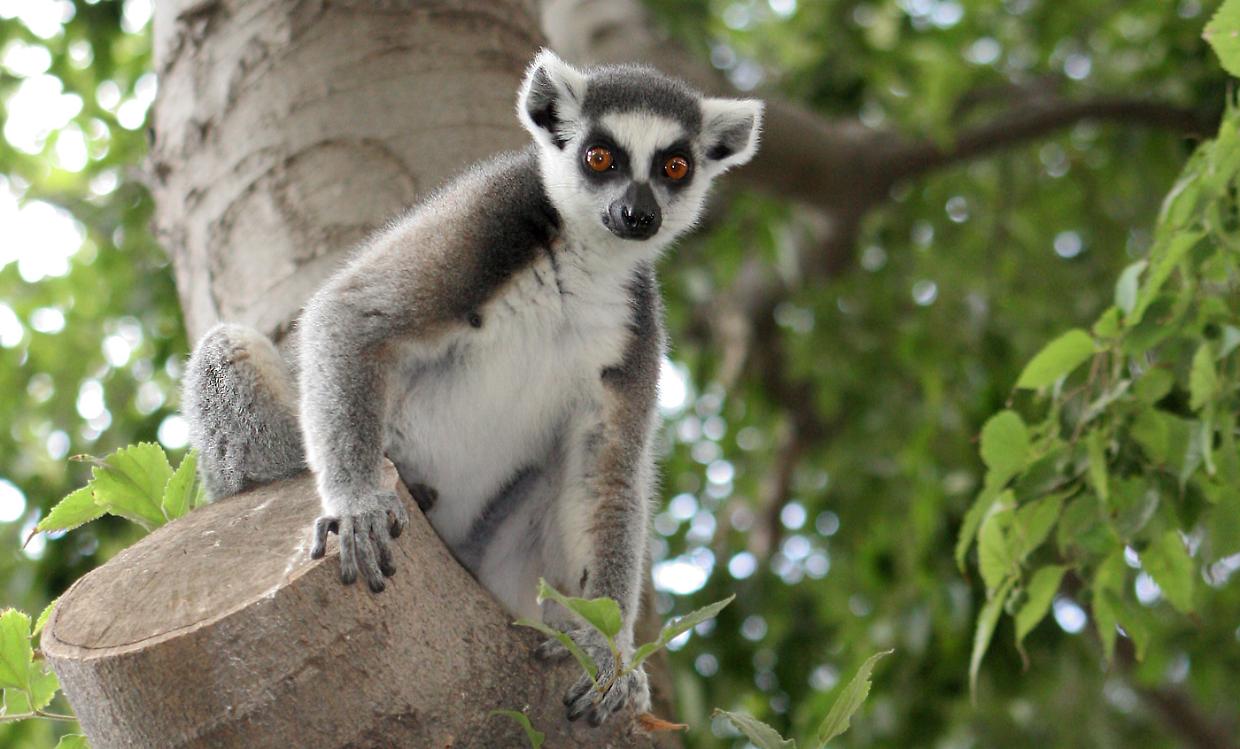 L&rsquo;Intelligenza artificiale di Torino "ascolta" i lemuri del Madagascar