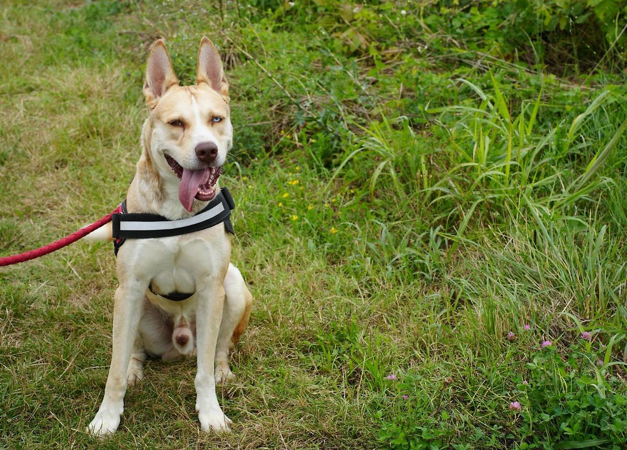 &laquo;Non posso pi&ugrave; tenere il mio cane&raquo;. A Nichelino due richieste a settimana di cessione. Ora, la stretta