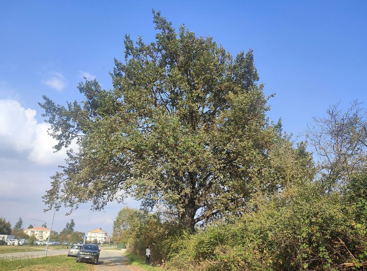 La quercia secolare di Chieri diventa un "albero monumentale"