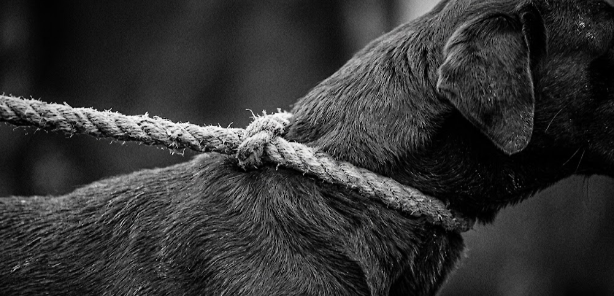 Cane legato al rimorchio e trascinato sulla statale: l&rsquo;orrore tra Pont Canavese e Sparone