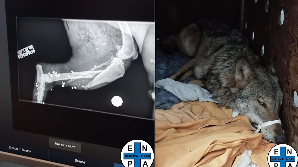 Genova, lupo ucciso a fucilate: muore dopo giorni di agonia nel centro di recupero