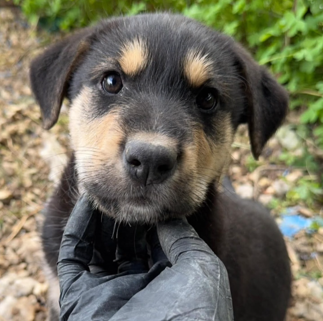 Gettati per strada appena nati, come spazzatura