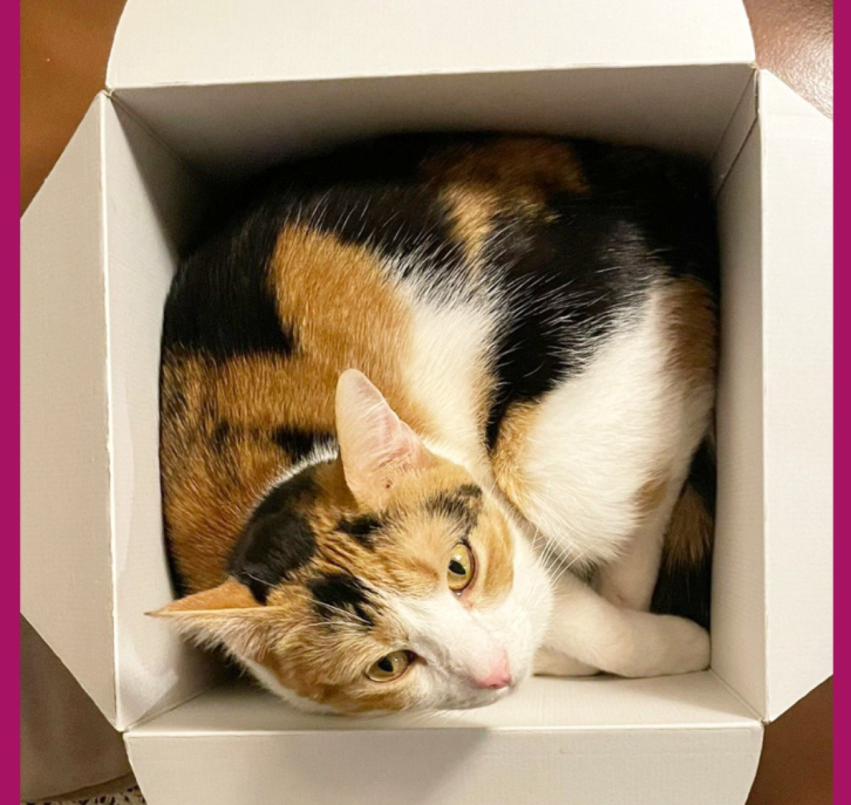 Un "peluche" recuperato dalla strada: la storia di Nali