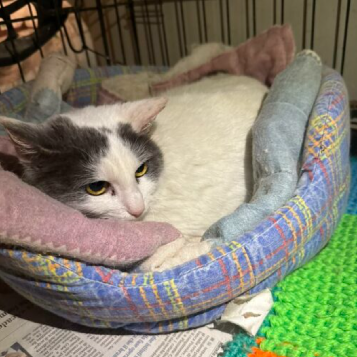 Milka, gattina dolcissima "della provincia"