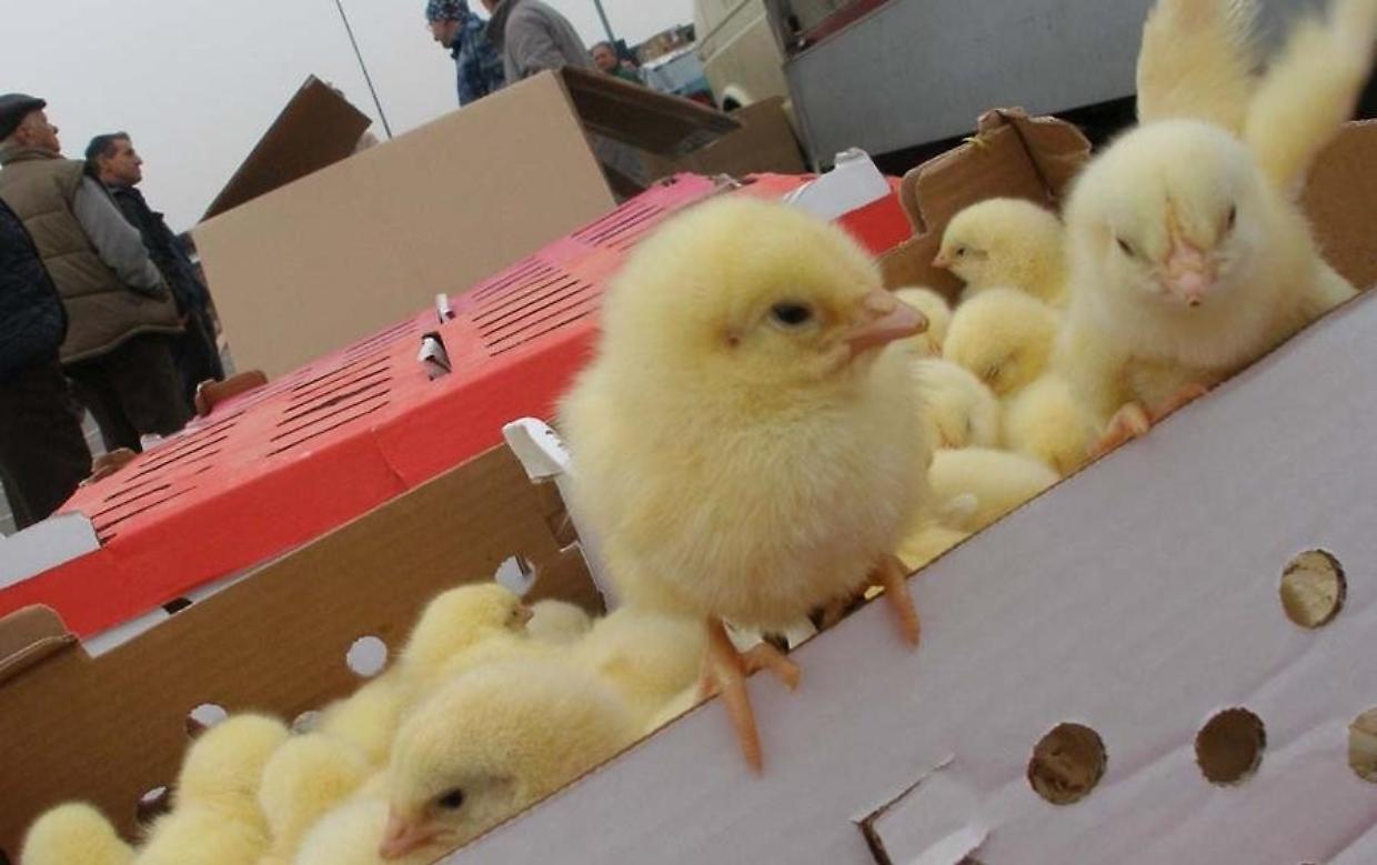 Lein&igrave; vieta la vendita di animali vivi nei mercati: approvato all'unanimit&agrave; il nuovo regolamento sul benessere animale