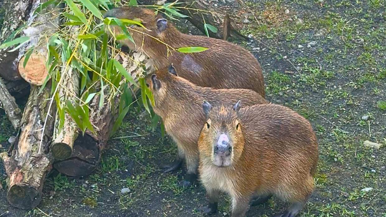 Zoom Torino ha tre nuove star: ecco le sorelle capibara, i roditori pi&ugrave; grandi del mondo