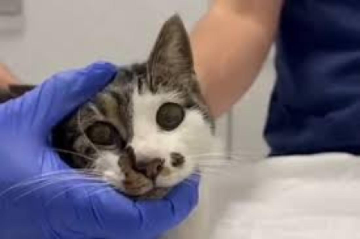 Roma, gattina randagia trovata in fin di vita a Tor Tre Teste: era stata violentata. Ora mangia da sola