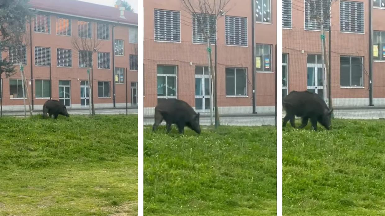 Moncalieri, i cinghiali fanno capolino in citt&agrave;