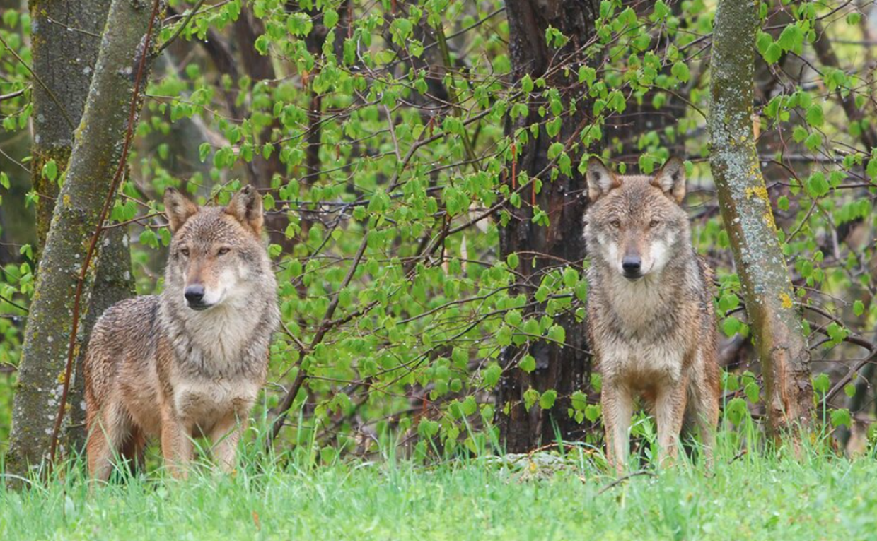 Sulle tracce del lupo: un&rsquo;avventura tra Nichelino e Entracque